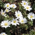 Anemona blanda 'White Splendor' - Anémone de Grèce