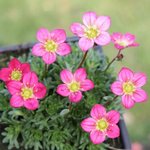 Saxifrage arendsii 'Peter Pan' - Saxifraga