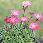 Saxifrage arendsii 'Peter Pan' - Saxifraga