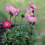 Saxifrage arendsii 'Peter Pan' - Saxifraga