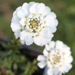 Iberis sempervirens - Corbeille d'argent