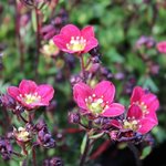 Saxifrage arendsii 'Touran Scarlet' - Saxifraga