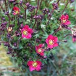 Saxifrage arendsii 'Touran Scarlet' - Saxifraga