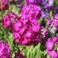 Primula denticulata - Primevère de l'Himalaya