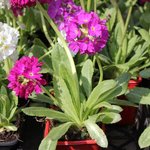 Primula denticulata - Primevère de l'Himalaya