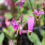 Dodecatheon - Gyroselle de Virginie