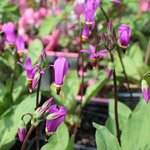 Dodecatheon - Gyroselle de Virginie