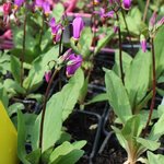 Dodecatheon - Gyroselle de Virginie