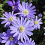 Anemone blanda 'Blue Shades' - Anémone de Grèce