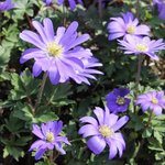 Anemone blanda 'Blue Shades' - Anémone de Grèce