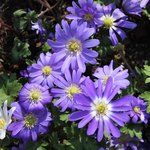 Anemone blanda 'Blue Shades' - Anémone de Grèce