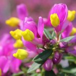 Polygala chamaebuxus Grandiflora