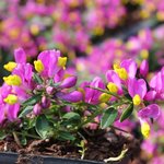 Polygala chamaebuxus Grandiflora