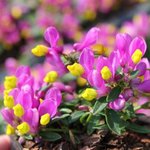 Polygala chamaebuxus Grandiflora