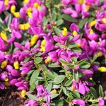 Polygala chamaebuxus Grandiflora