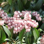 Pieris japonica 'Katsura'