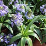 Scilla peruviana - Scille géante du Pérou