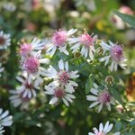 Aster lateriflorus 'Horizontalis'