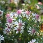 Aster lateriflorus 'Horizontalis'