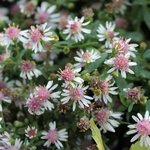 Aster lateriflorus 'Horizontalis'