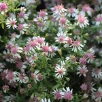 Aster lateriflorus 'Horizontalis'