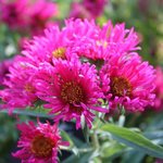 Aster novae-angliae 'Alma Pötschke'