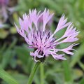 Centaurée - Bleuet - Centaurea montana 'Carnea'