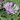 Centaurée - Bleuet - Centaurea montana 'Carnea'