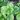 Menthe à feuilles rondes - Mentha rotundifolia