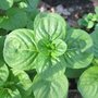 Menthe à feuilles rondes - Mentha rotundifolia