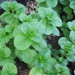 Menthe à feuilles rondes - Mentha rotundifolia