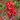 Cognassier du Japon - Chaenomeles
