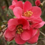 Cognassier du Japon - Chaenomeles