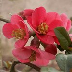 Cognassier du Japon - Chaenomeles