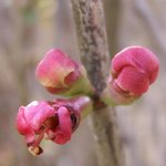 Cognassier du Japon - Chaenomeles