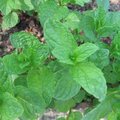 Menthe marocaine - Mentha spicata