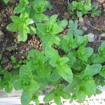 Menthe marocaine - Mentha spicata