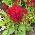 Celosia argentea plumosa - Célosie