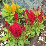 Celosia argentea plumosa - Célosie