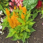 Celosia argentea plumosa - Célosie