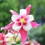 Ancolie 'Crimson Star' - Aquilegia  