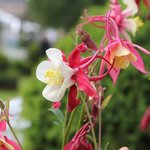 Ancolie 'Crimson Star' - Aquilegia  