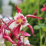 Ancolie 'Crimson Star' - Aquilegia  