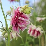 Ancolie vulgaris 'Nora Barlow' - Aquilegia