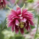 Ancolie vulgaris 'Nora Barlow' - Aquilegia