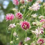 Ancolie vulgaris 'Nora Barlow' - Aquilegia