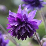 Ancolie 'Blue Barlow' - Aquilegia