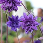 Ancolie 'Blue Barlow' - Aquilegia