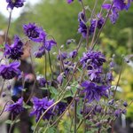 Ancolie 'Blue Barlow' - Aquilegia