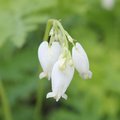 Coeur-de-Marie - Dicentra formosa 'Alba'